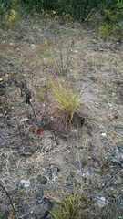 Eragrostis trichodes