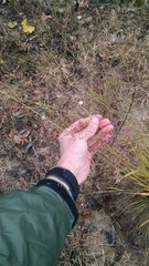 Eragrostis trichodes