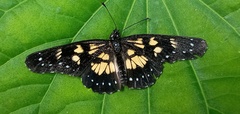 Chlosyne narva