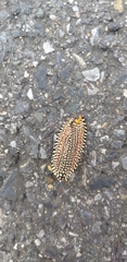 Cerace xanthocosma