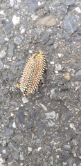 Cerace xanthocosma