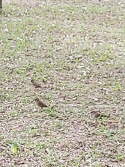 Passer montanus