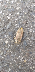 Cerace xanthocosma