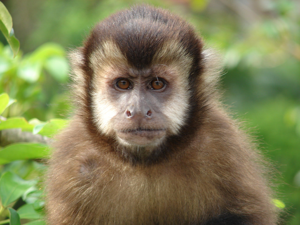 Macaco-prego-preto (Sapajus nigritus) · BioDiversity4All