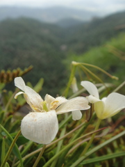 Calochortus exilis