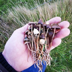 Psilocybe semilanceata
