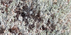 Frankeniaceae