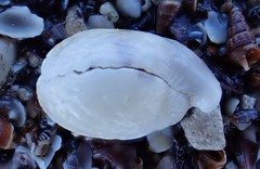 Magellania flavescens