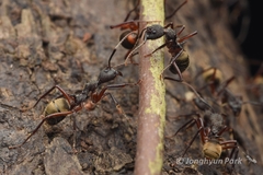 Dolichoderus decollatus