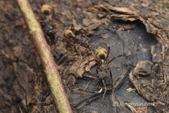 Dolichoderus decollatus