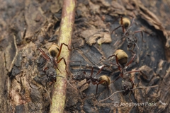 Dolichoderus decollatus