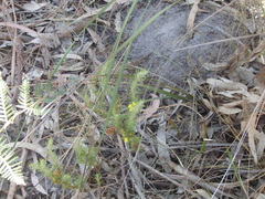 Hibbertia fasciculata