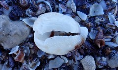 Magellania flavescens