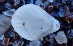 Magellania flavescens