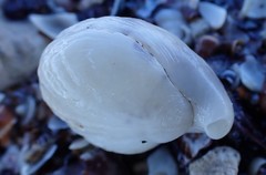 Magellania flavescens