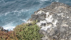 Sesuvium edmonstonei