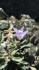 Campanula scabrella