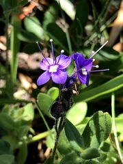 Veronica copelandii