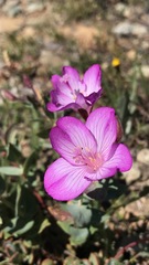 Epilobium siskiyouense