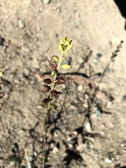 Streptanthus barbatus