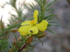 Hibbertia fasciculata