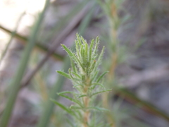 Hibbertia fasciculata