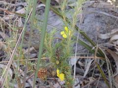 Hibbertia fasciculata