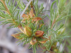 Hibbertia fasciculata