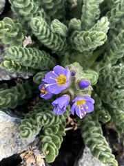 Polemonium eddyense