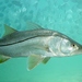 Common Snook - Photo (c) Kevin Bryant, some rights reserved (CC BY-NC-SA)