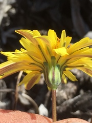 Agoseris apargioides