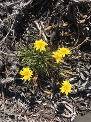Agoseris apargioides