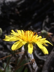 Agoseris apargioides