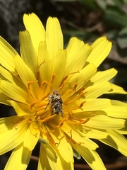 Agoseris apargioides