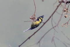 Machlolophus xanthogenys