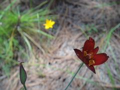 Calochortus fuscus