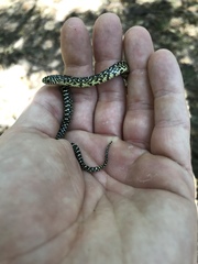 Lampropeltis