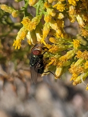Cochliomyia