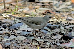 Turdus unicolor