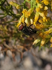 Cochliomyia