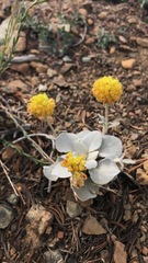 Eriogonum alpinum