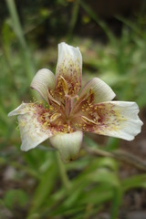Calochortus ghiesbreghtii
