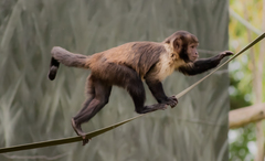 Yellow-Breasted Capuchin photo 3