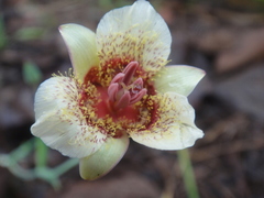 Calochortus ghiesbreghtii