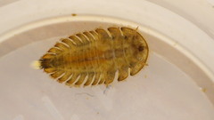 Ectopria nervosa