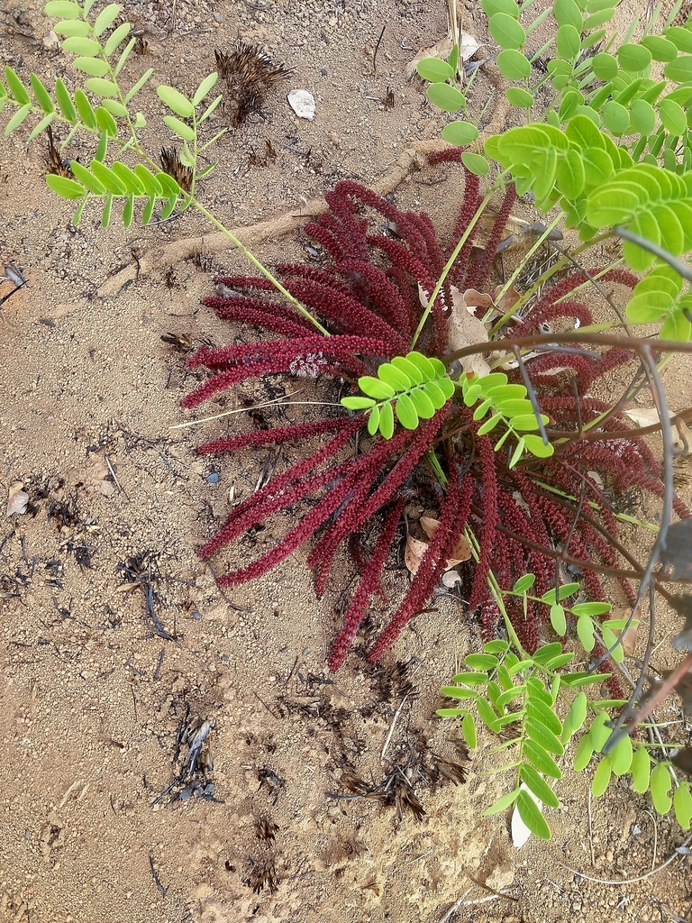 Stryphnodendron pumilum
