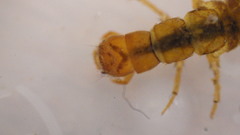 Diplectrona