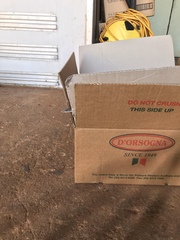 Varanus caudolineatus