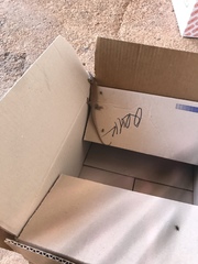 Varanus caudolineatus