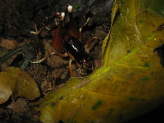 Apotetamenus amazonae